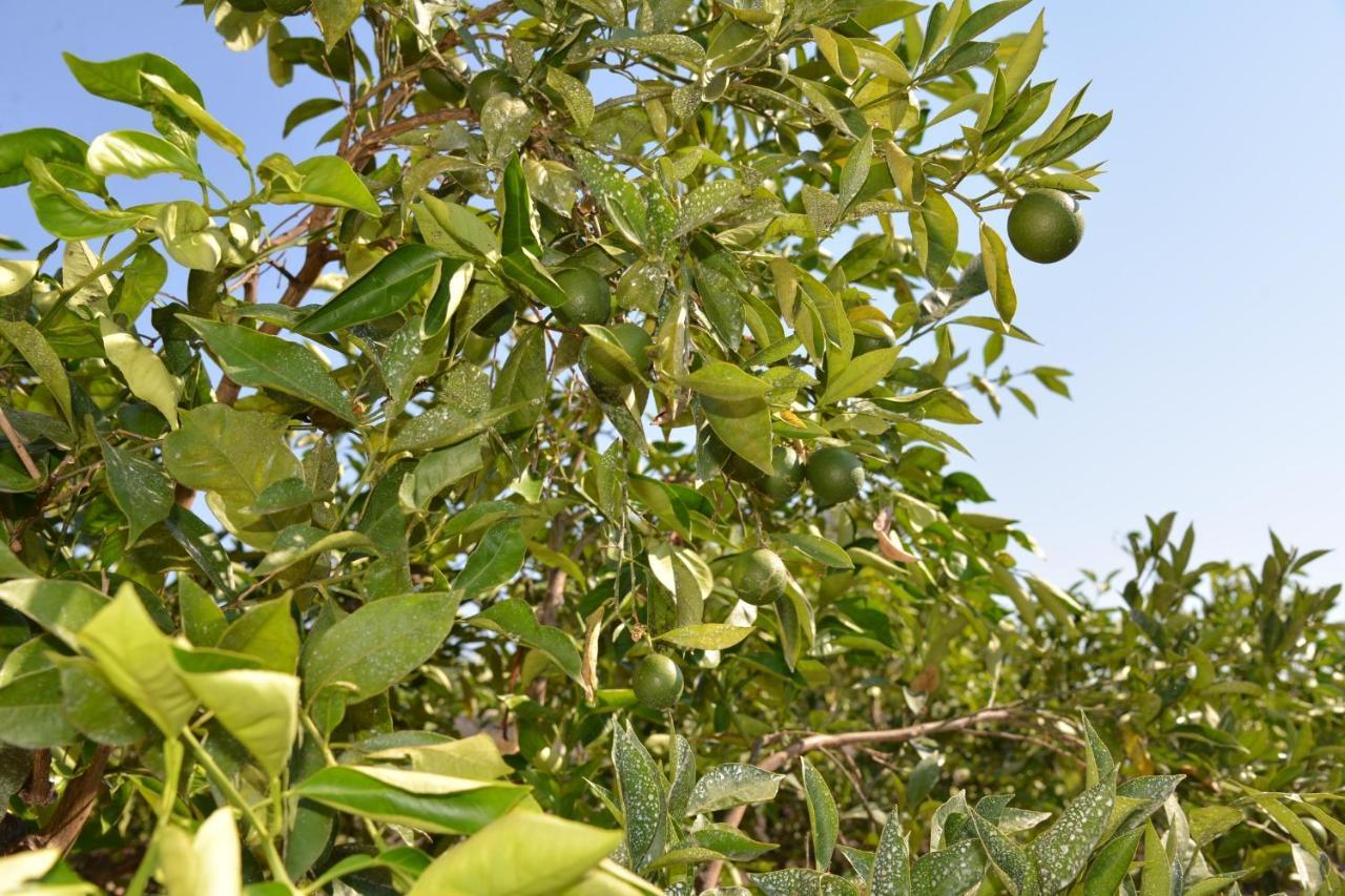 Corte Del Sole Manduria Εξωτερικό φωτογραφία
